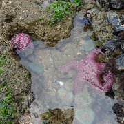 CoastCamp 129 : CoastCamp